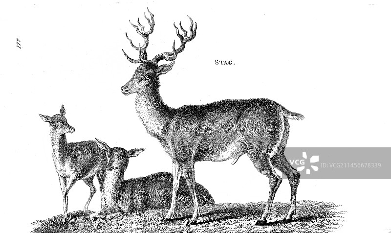 雄鹿插画图片素材