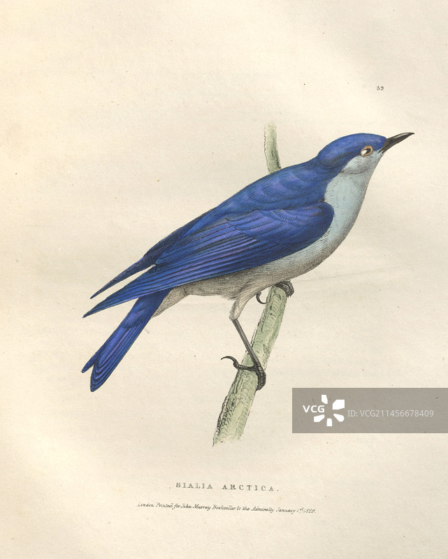 山蓝鸲插画图片素材