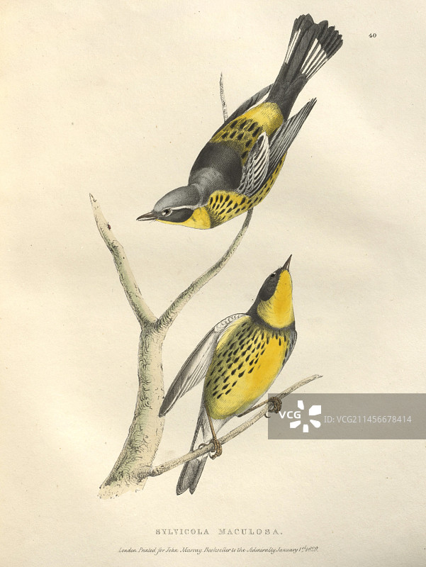 斑姬鹟插图图片素材