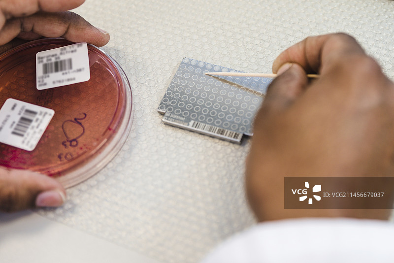 实验技术员将细菌涂抹到金属靶板上图片素材