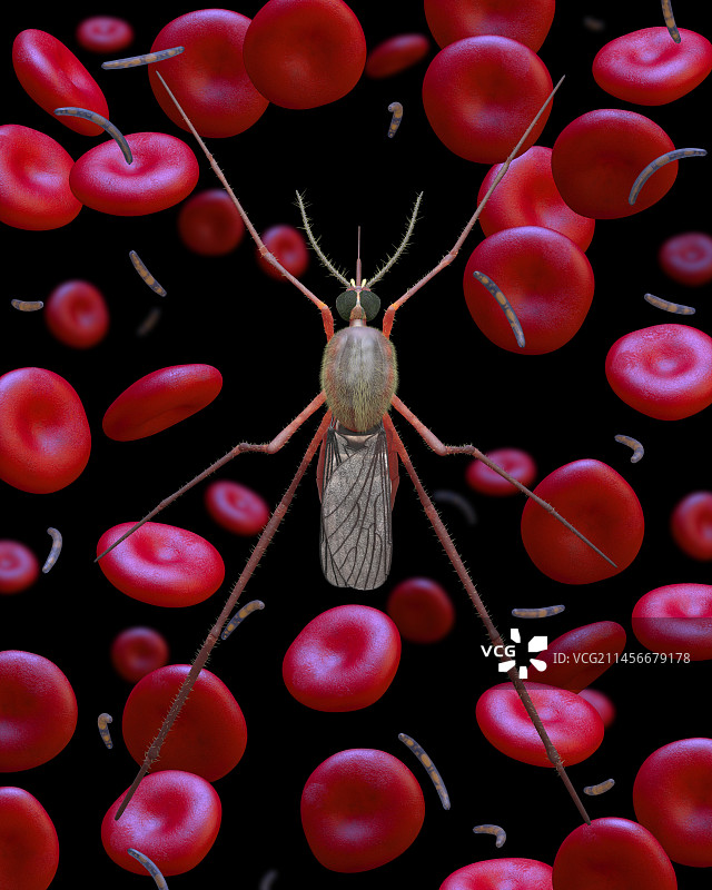 疟疾插图图片素材