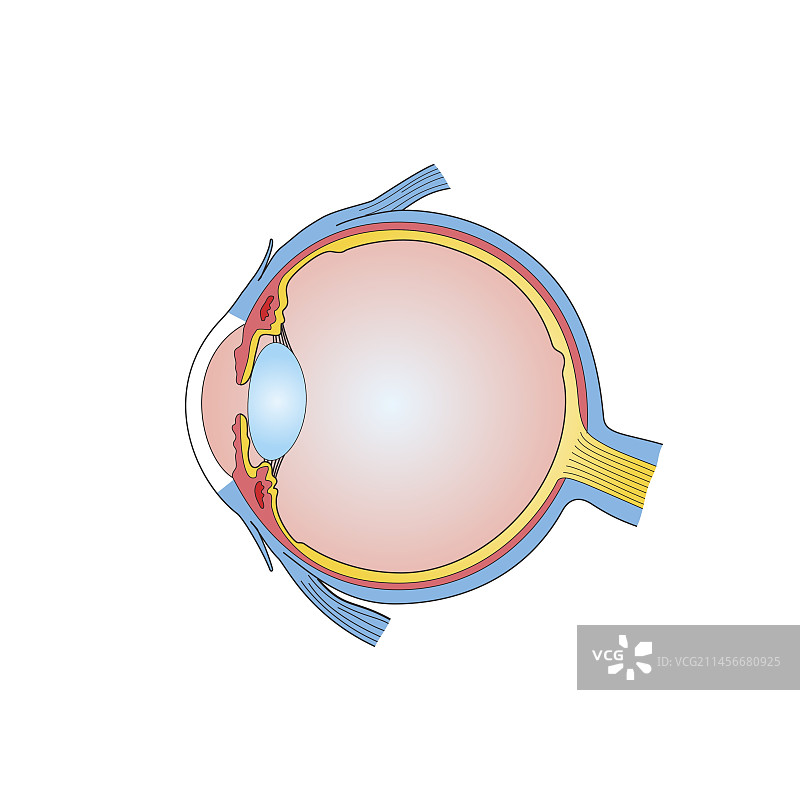 眼睛解剖结构插图图片素材