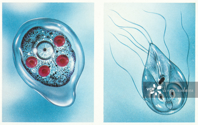 肠道寄生虫插图图片素材
