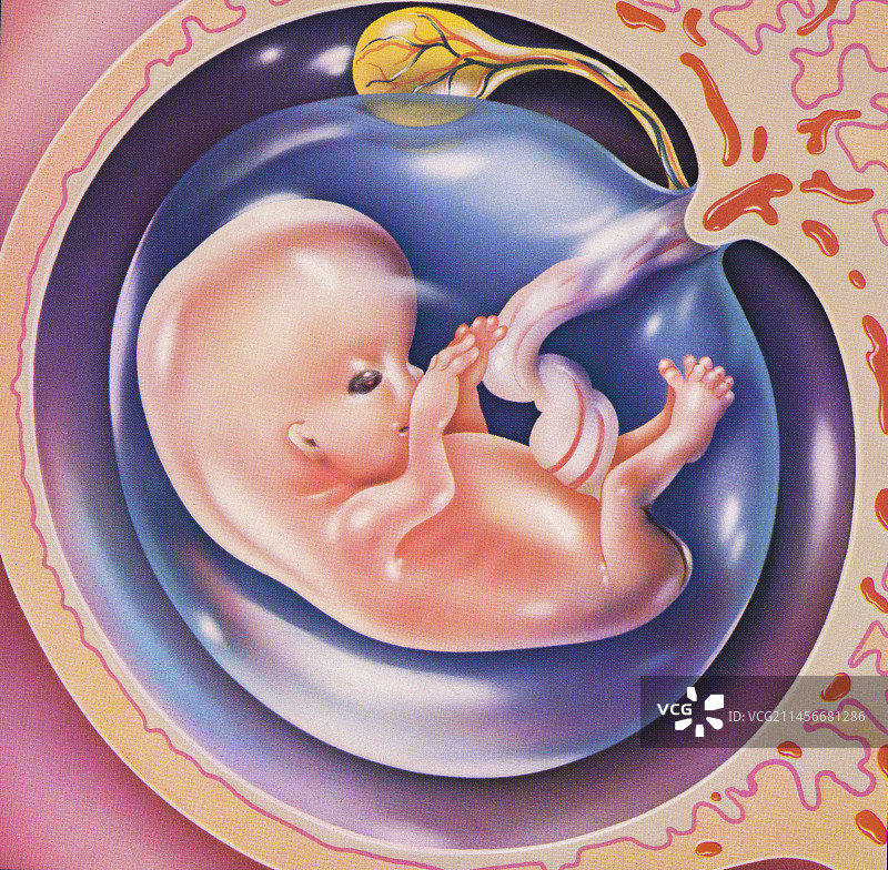 正在发育的人类胎儿插图图片素材