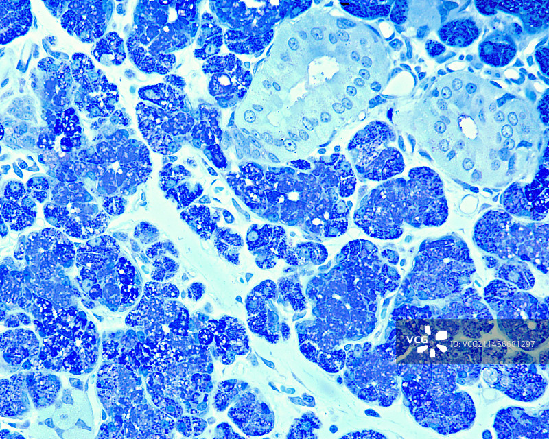 颌下腺纹状导管显微照片图片素材