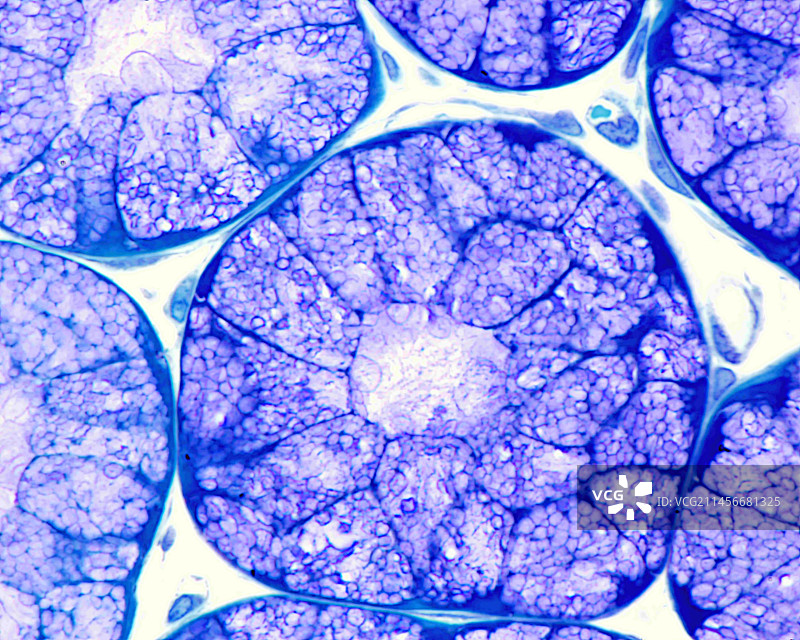 黏液腺，光学显微照片图片素材