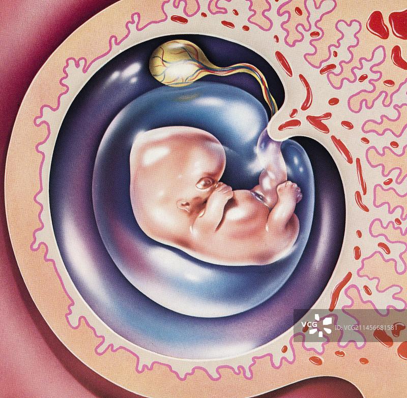 人类胚胎示意图图片素材