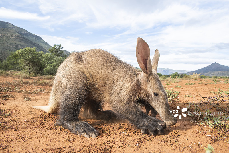 非洲食蚁兽图片素材
