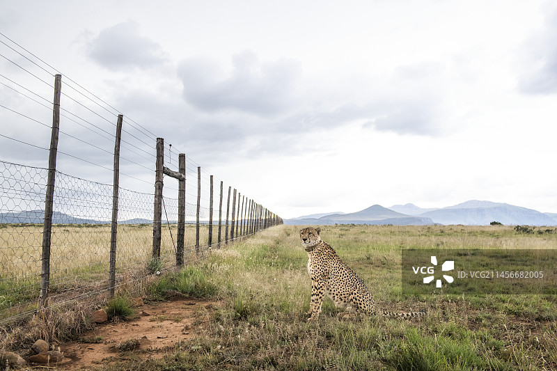 雄性猎豹图片素材