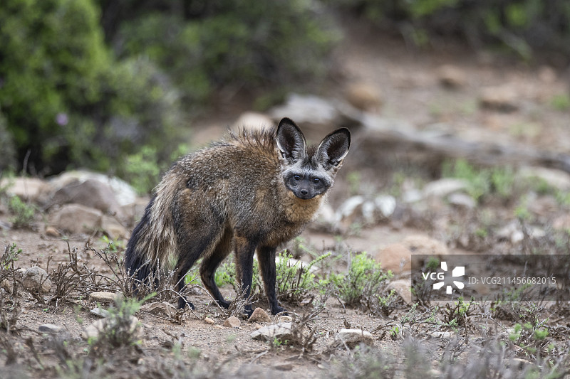 蝙蝠耳廓狐图片素材