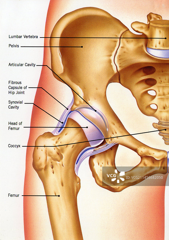骨盆解剖结构图图片素材