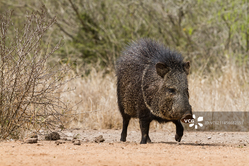 领西貒图片素材