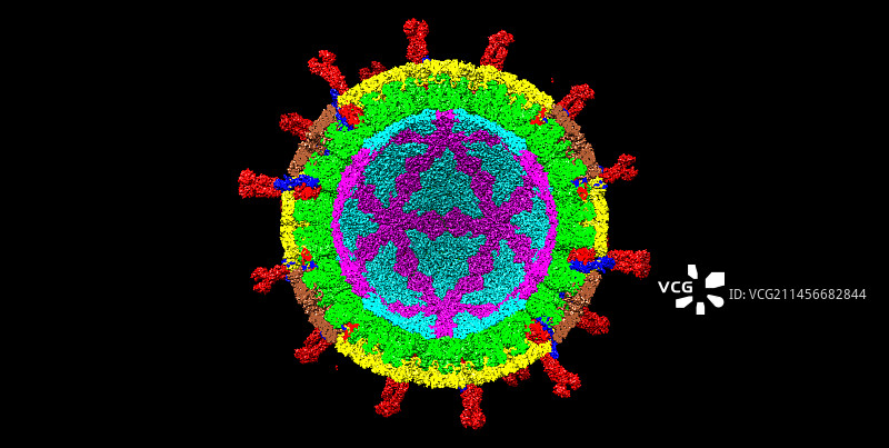 轮状病毒计算机模型图片素材