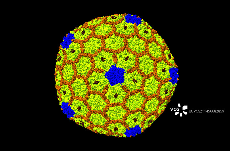 T4噬菌体2.5D衣壳计算机模型图片素材