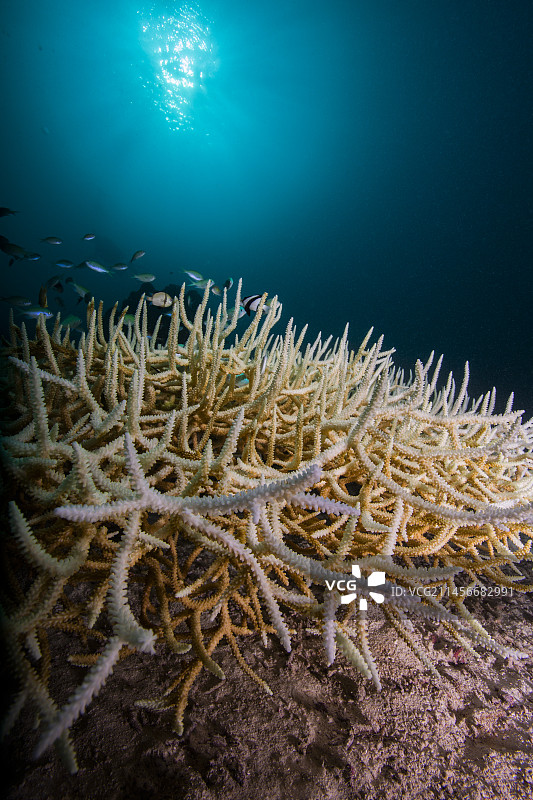白化硬珊瑚群图片素材