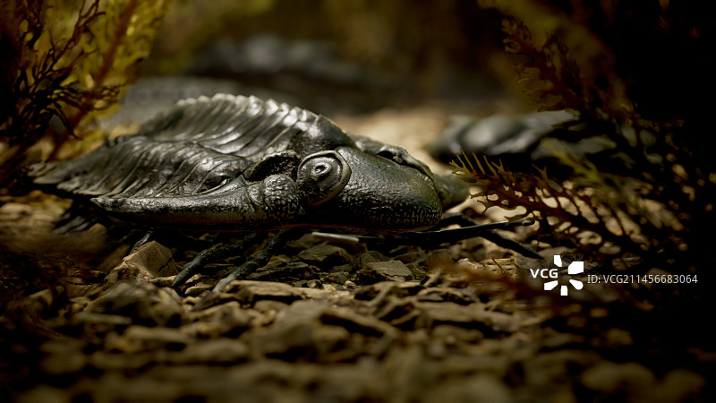 古生代海洋中的三叶虫插图图片素材