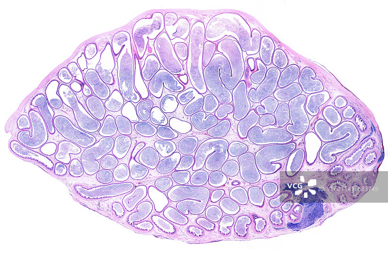 附睾，显微照片图片素材