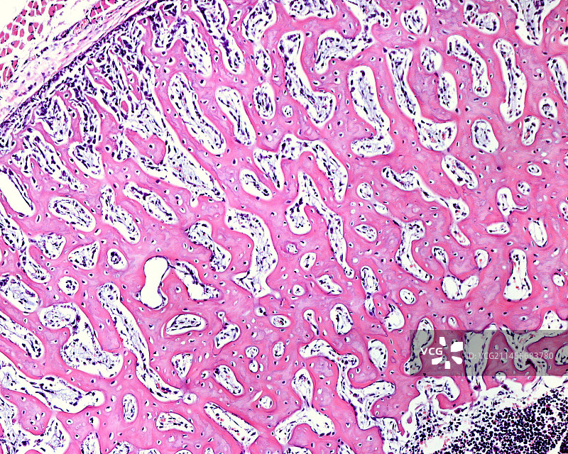 编织骨，光显微照片图片素材