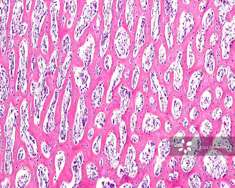 编织骨，光显微照片图片素材