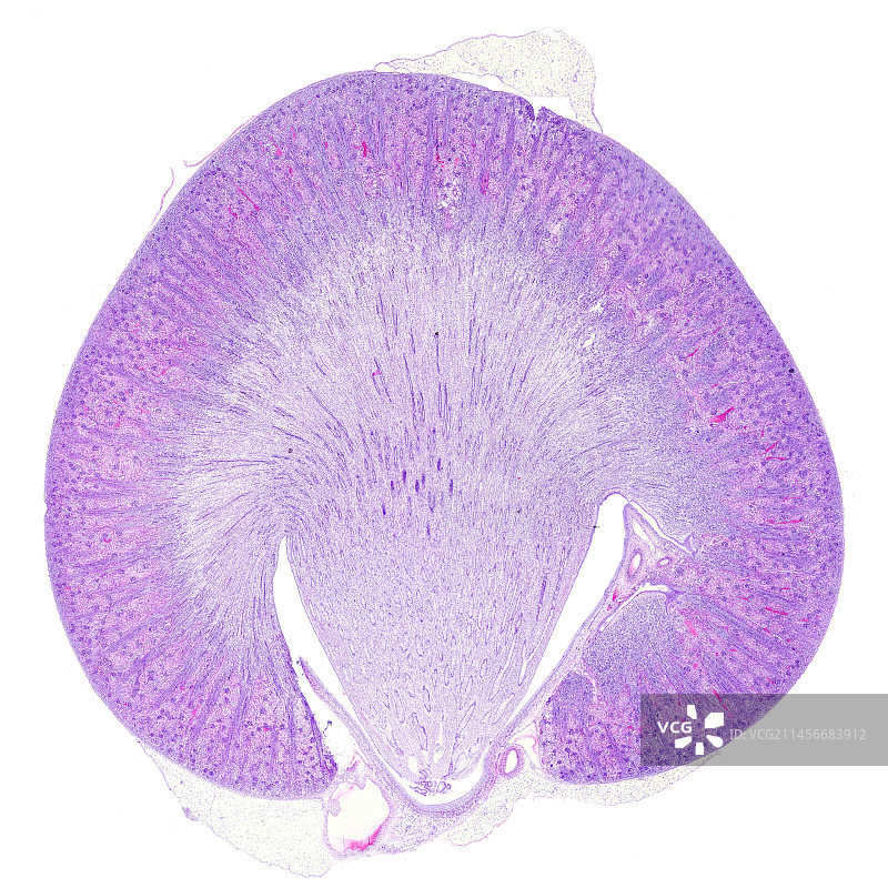 肾皮质和髓质显微照片图片素材