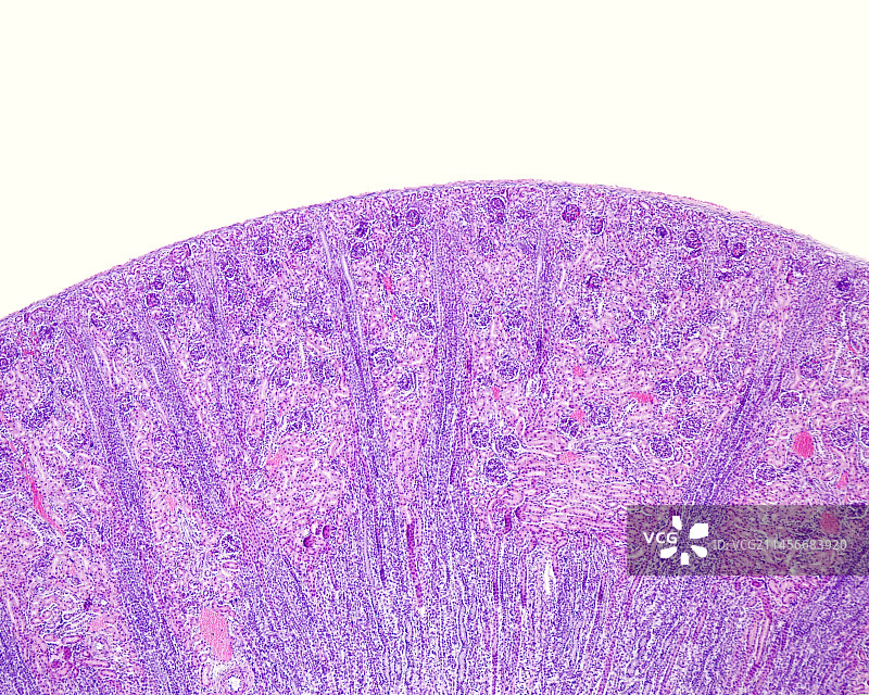 肾皮质中的髓射线，光学显微照片图片素材