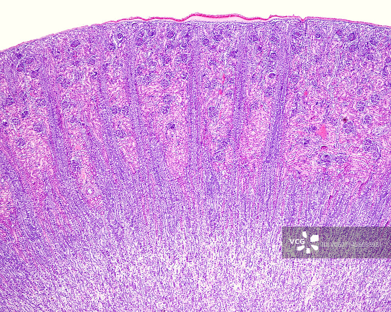 肾皮质中的髓射线，光学显微照片图片素材