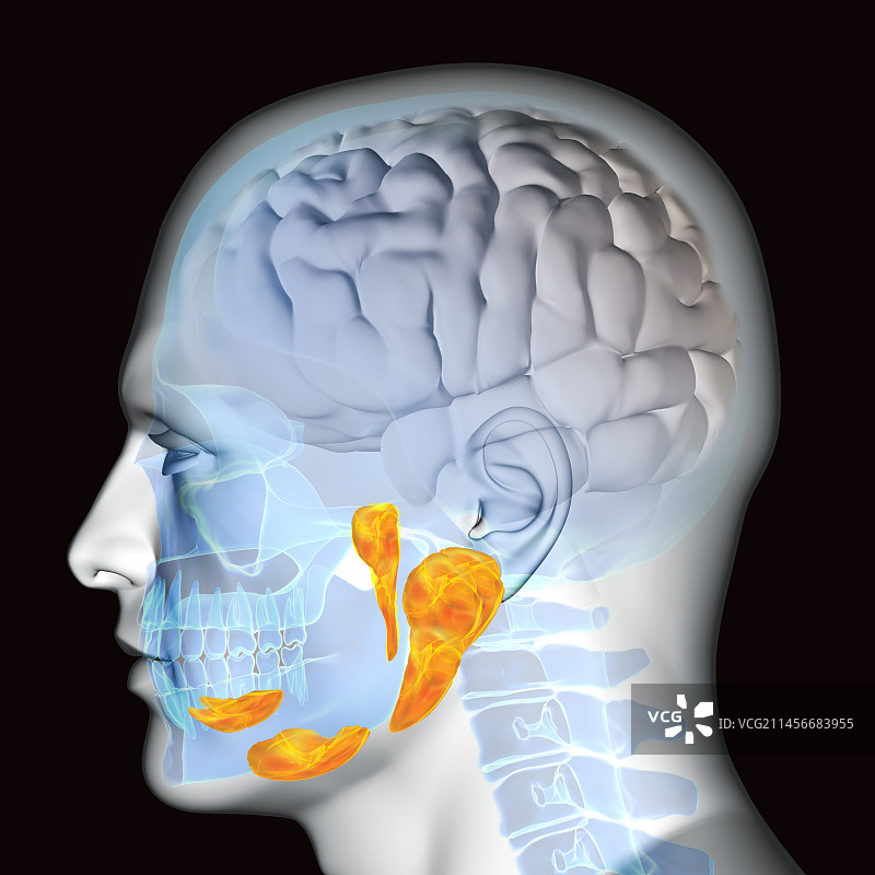 唾液腺，图示图片素材