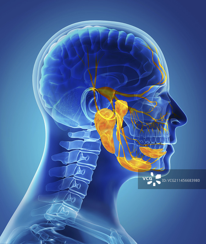 唾液腺，图示图片素材