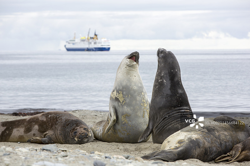 南方象海豹图片素材