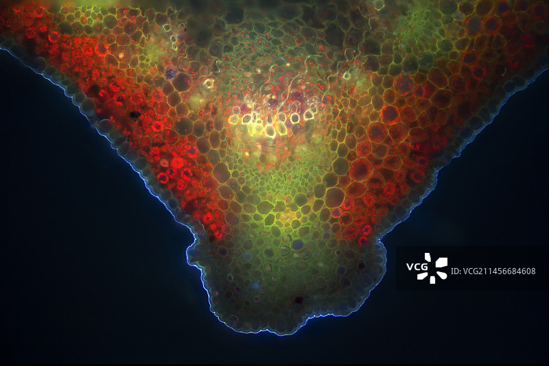 当归茎的紫外荧光显微照片图片素材