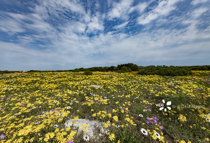 多云天空下的春季花卉图片素材