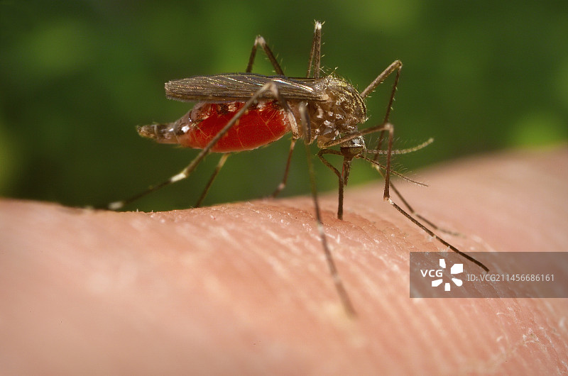 亚洲丛林蚊吸食人血图片素材