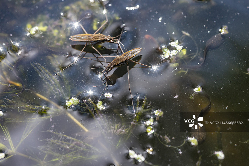 水黾和普通青蛙蝌蚪图片素材
