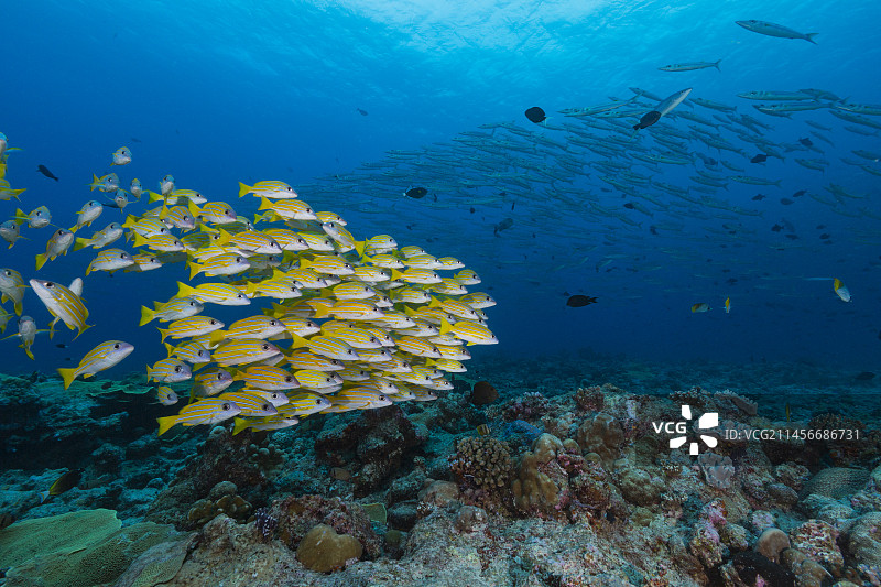 蓝纹笛鲷和梭鱼群图片素材