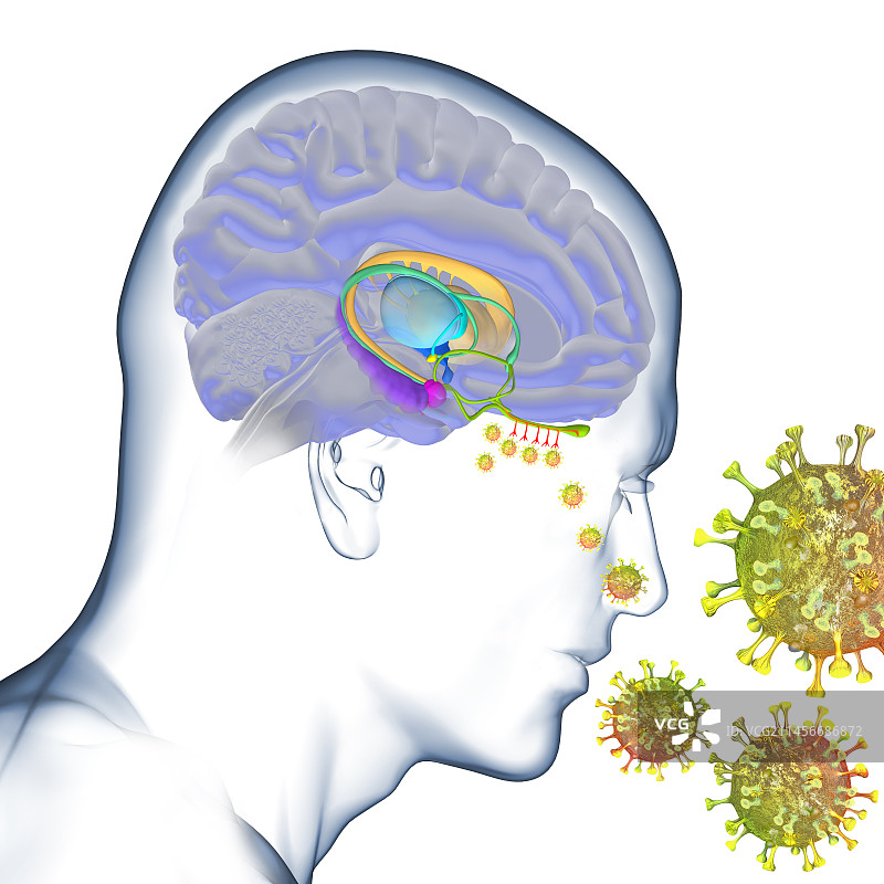 新冠肺炎引起的嗅觉丧失插图图片素材
