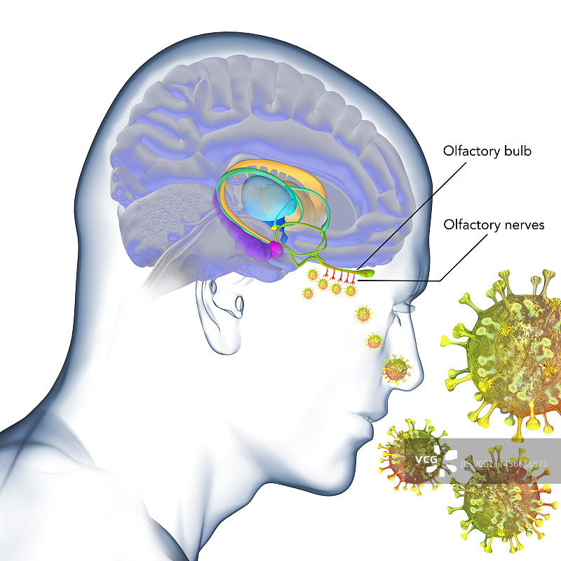 新冠肺炎引起的嗅觉丧失插图图片素材