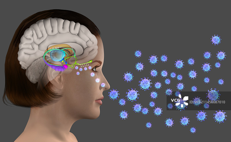 新冠肺炎引起的嗅觉丧失插图图片素材