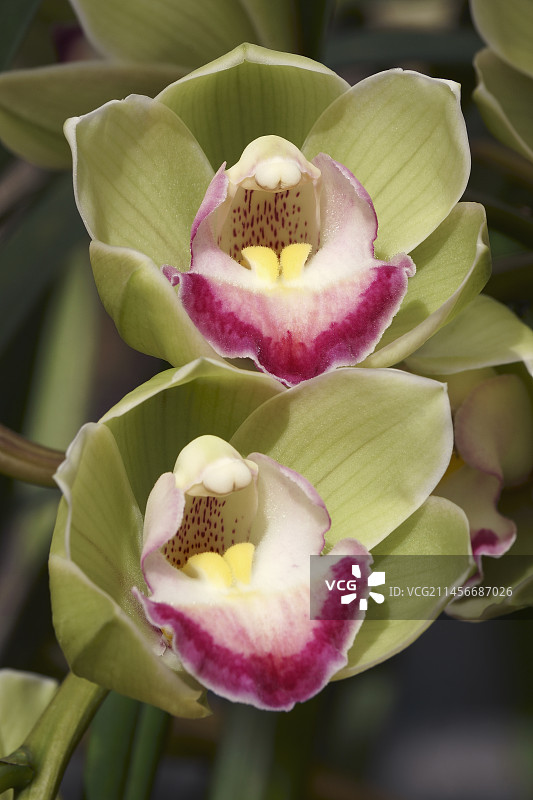 船形兰花图片素材