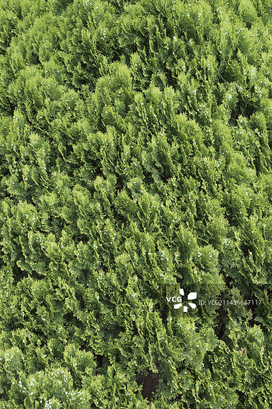 带球果的侧柏图片素材