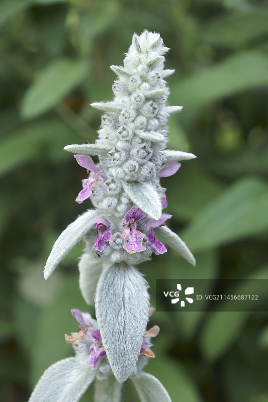 绒毛草石蚕花图片素材