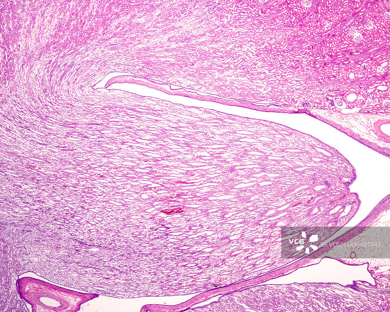 肾锥体显微照片图片素材