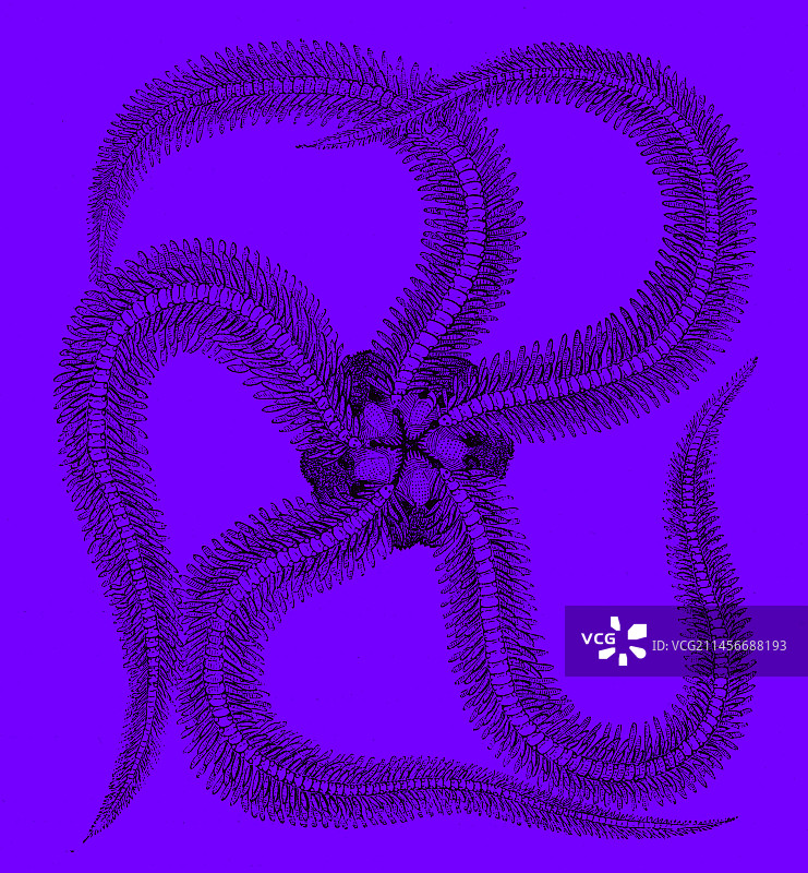 19世纪海星插画图片素材