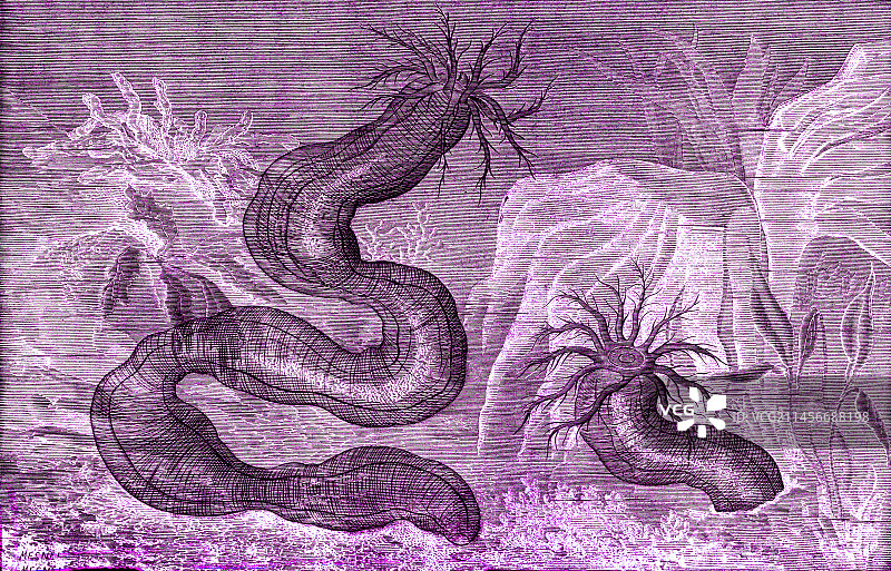 19世纪蛇海参插图图片素材