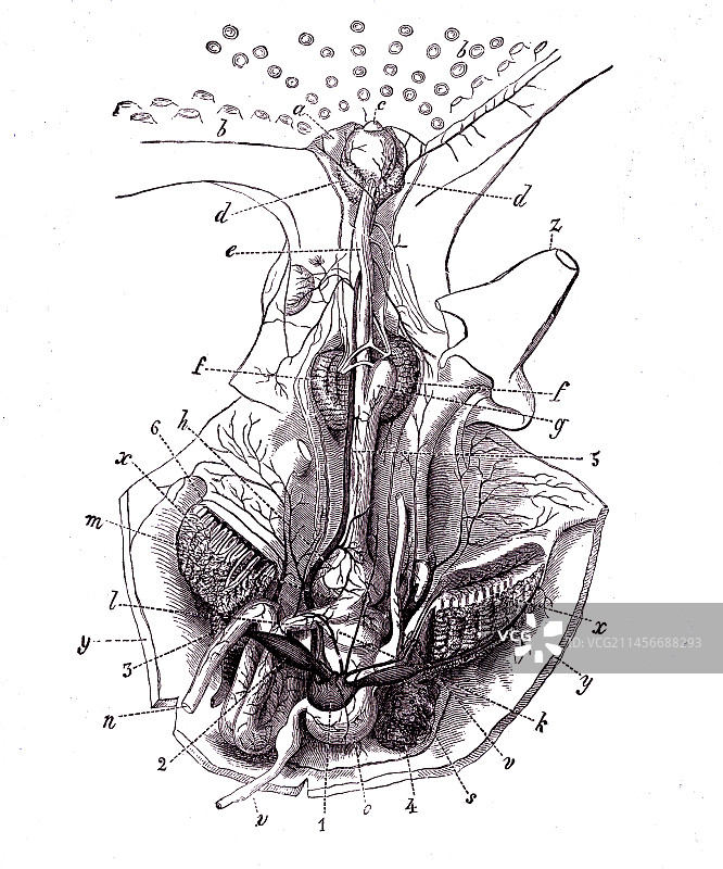 章鱼解剖结构插图图片素材