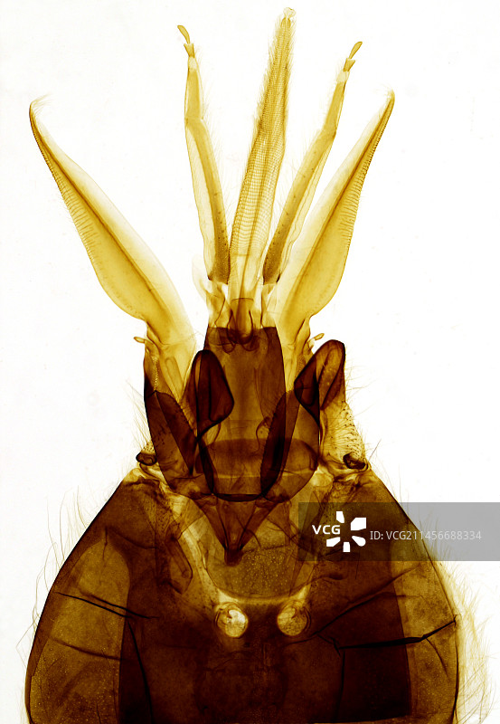 蜜蜂工蜂口器显微照片图片素材