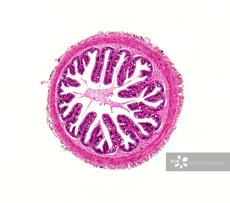 青蛙肠道显微照片图片素材