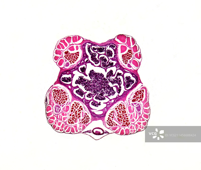 小鼠尾巴内部结构光学显微照片图片素材