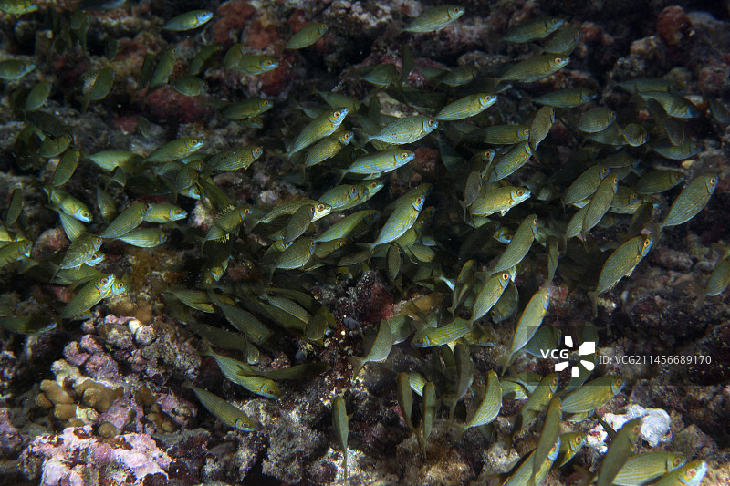 幼年燕尾篮子鱼群图片素材