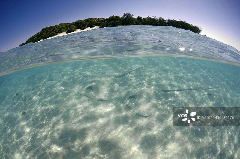 粉色土魟图片素材