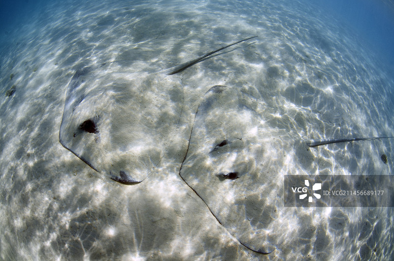 粉色土魟图片素材